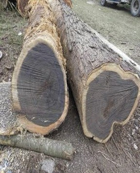 Two ebony logs showing their dark cores