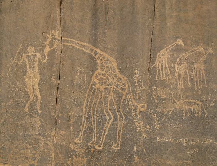 Ancient rock engravings of giraffes and a human figure