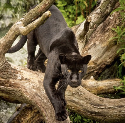 A black panther resting on a tree branch