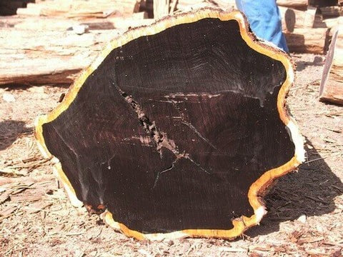 A cut ebony log, its black heart ringed by pale outer wood