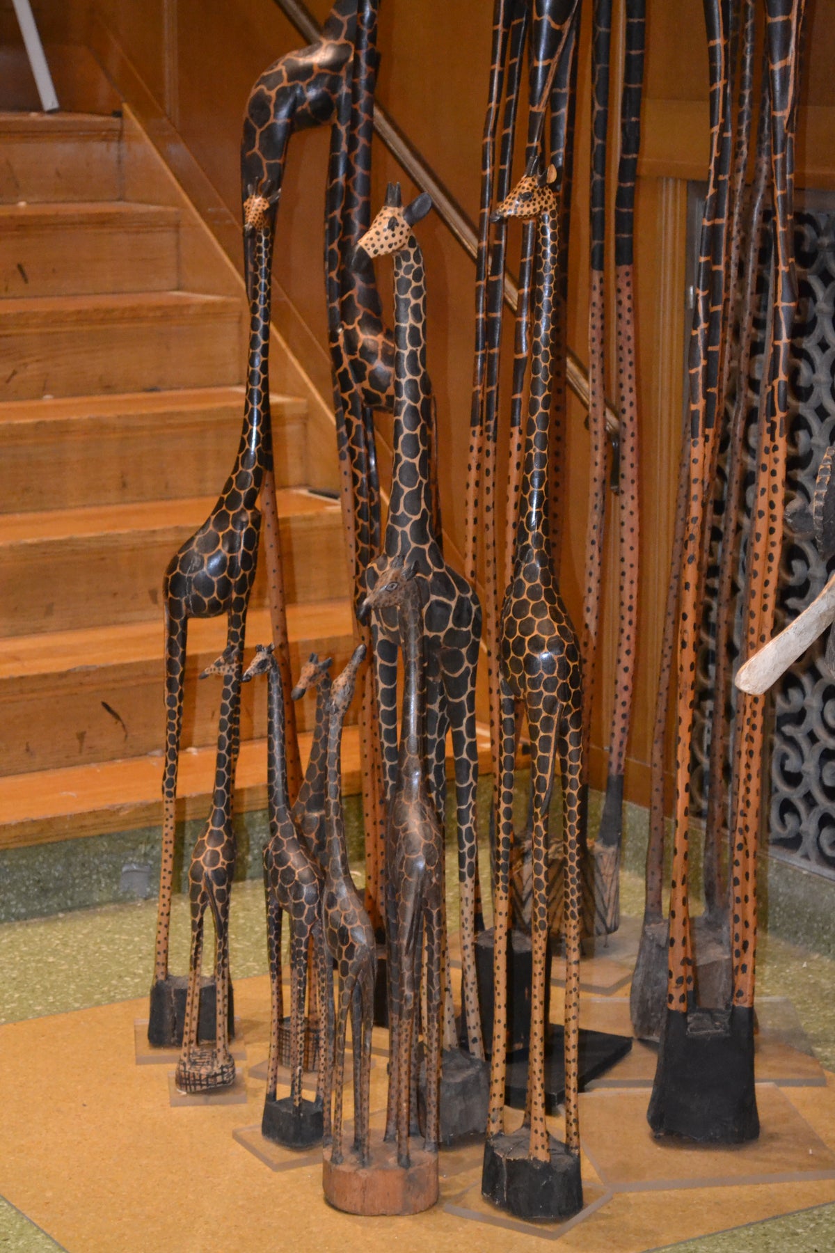 A large group of giraffes in the gallery