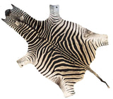 Authentic Cruelty-Free Super Grade A Zebra Skin from South Africa